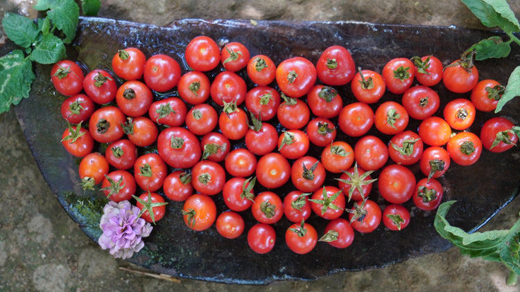 tomato Angry bird