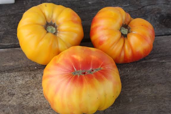 tomato gold medAL