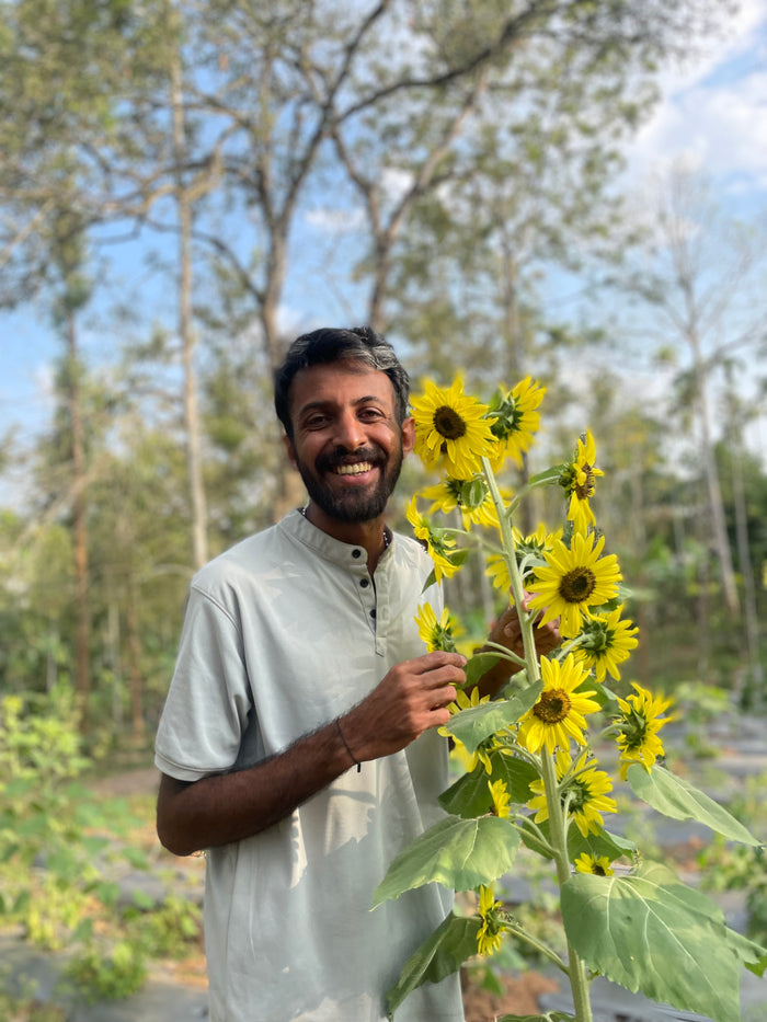 Lemon Queen Sunflower Seeds — photograph 1