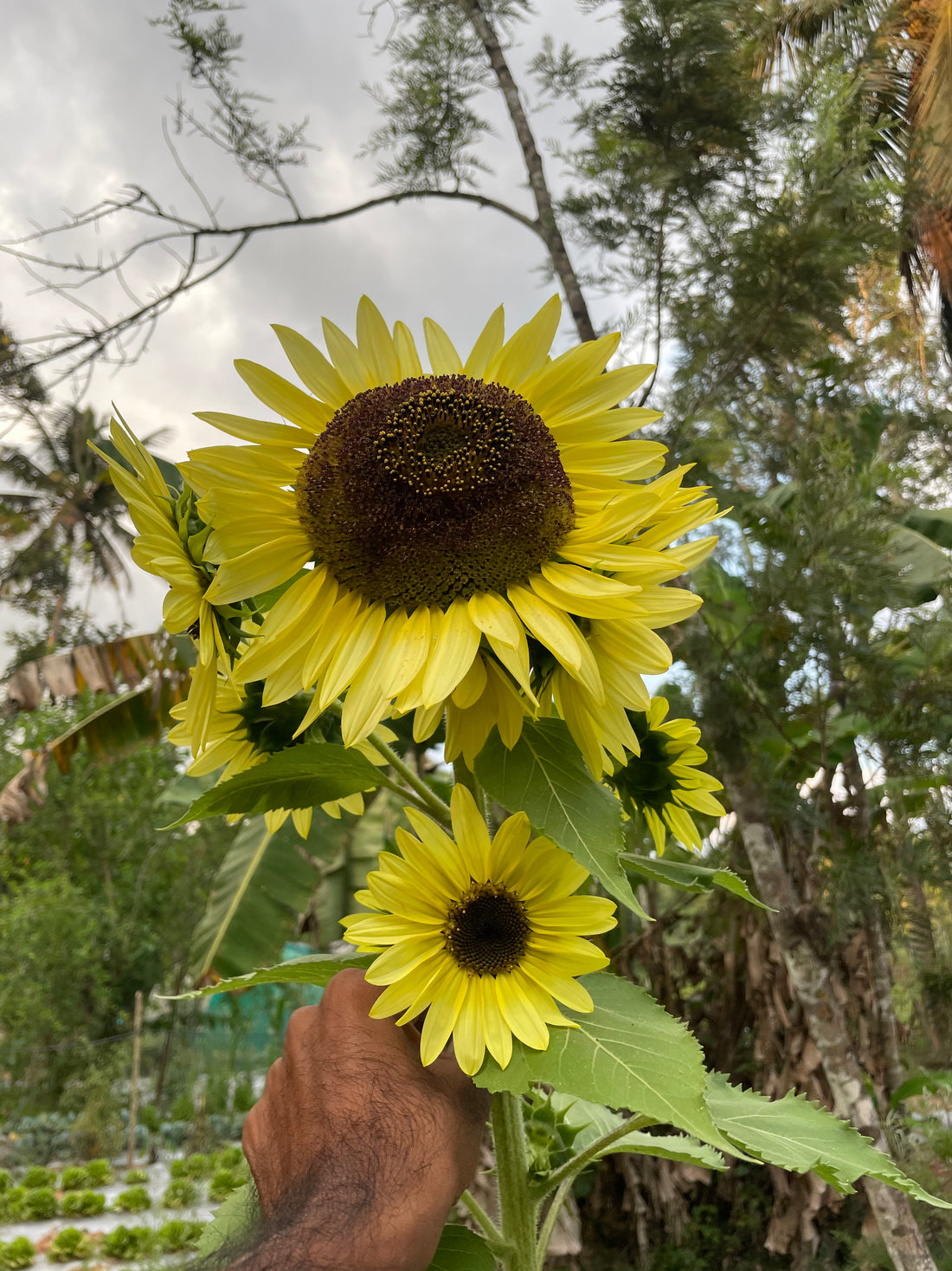 Lemon Queen Sunflower Seeds — photograph 2