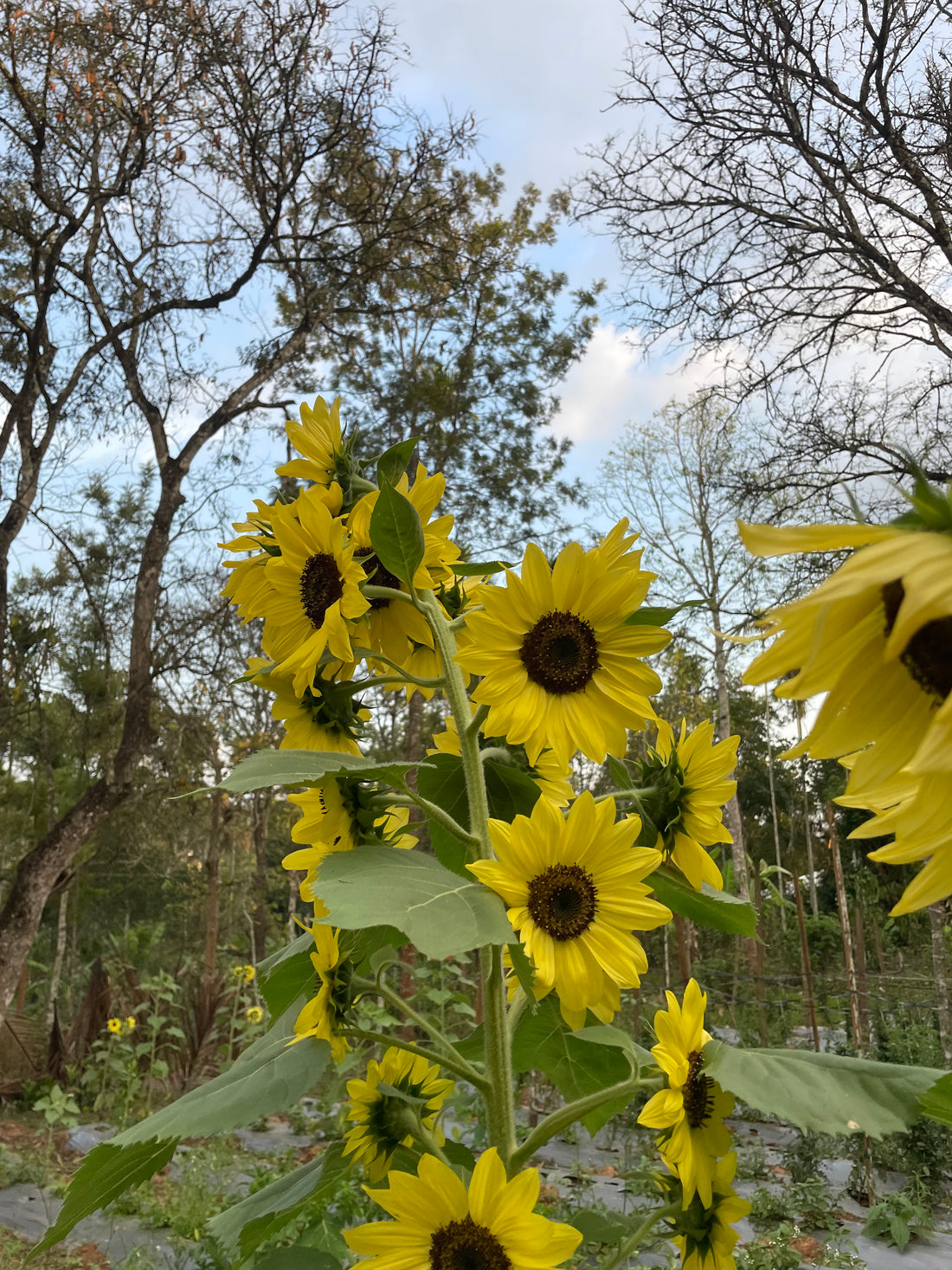 Lemon Queen Sunflower Seeds — photograph 3