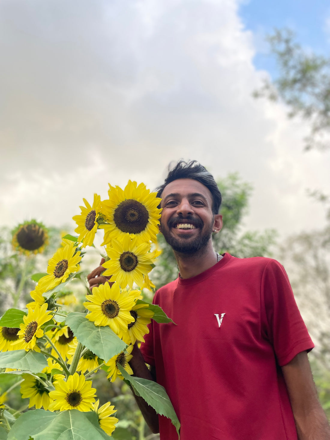 Lemon Queen Sunflower Seeds — photograph 4