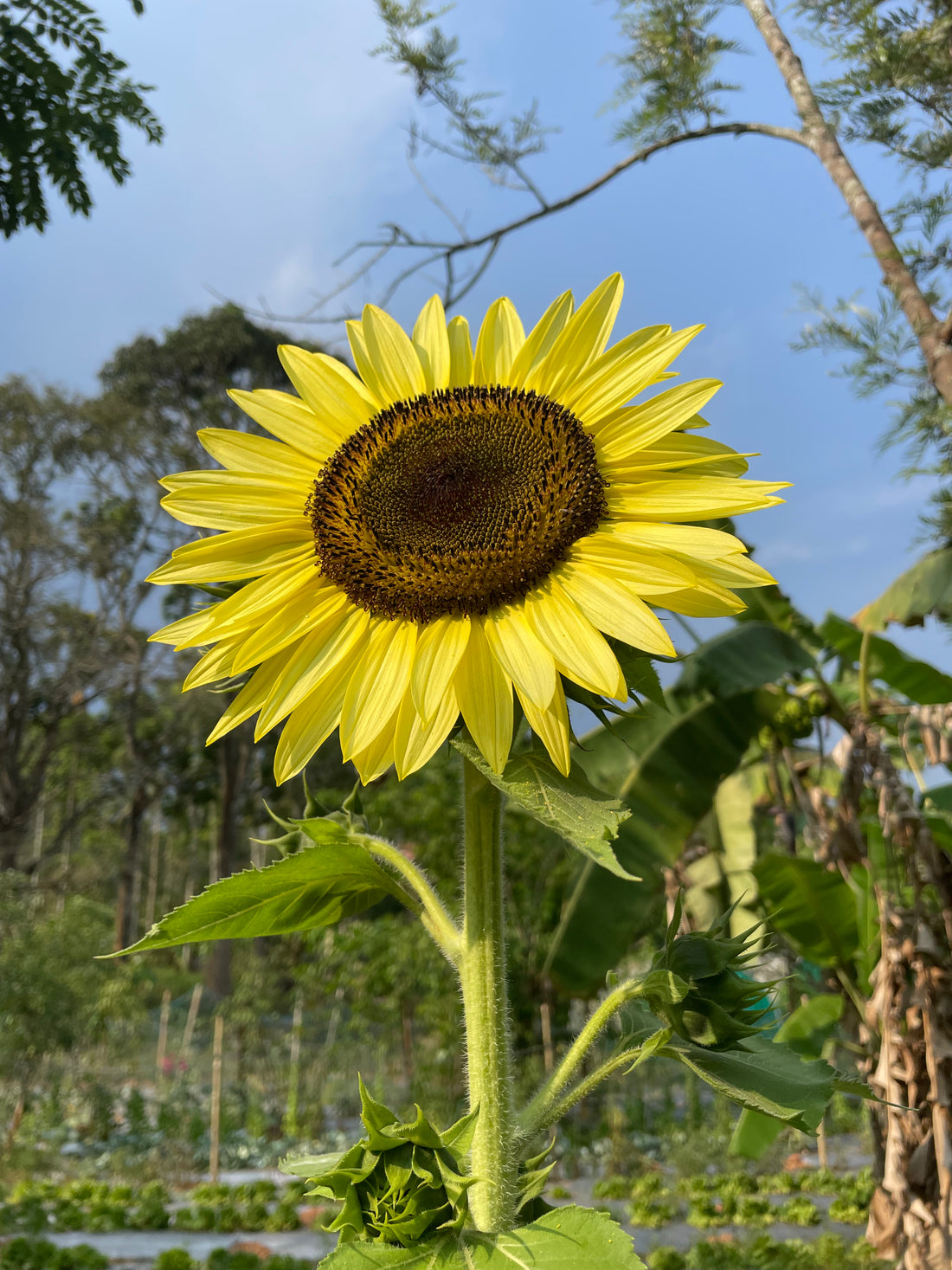 Lemon Queen Sunflower Seeds — photograph 7