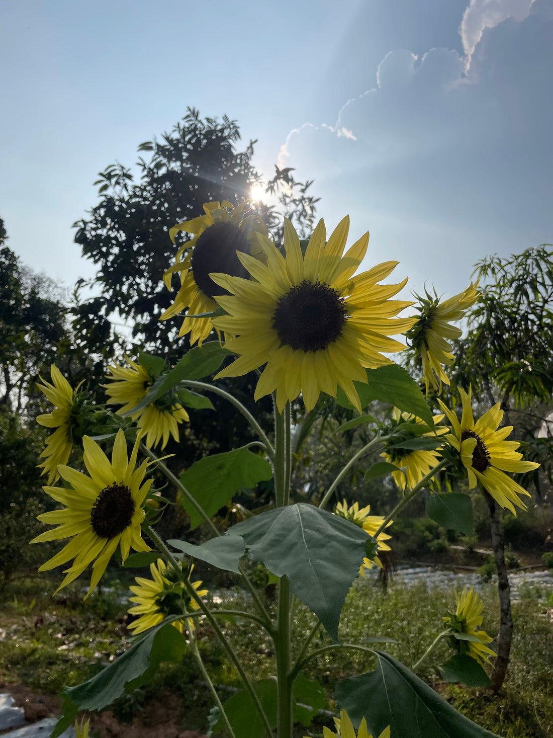 Lemon Queen Sunflower Seeds — photograph 8