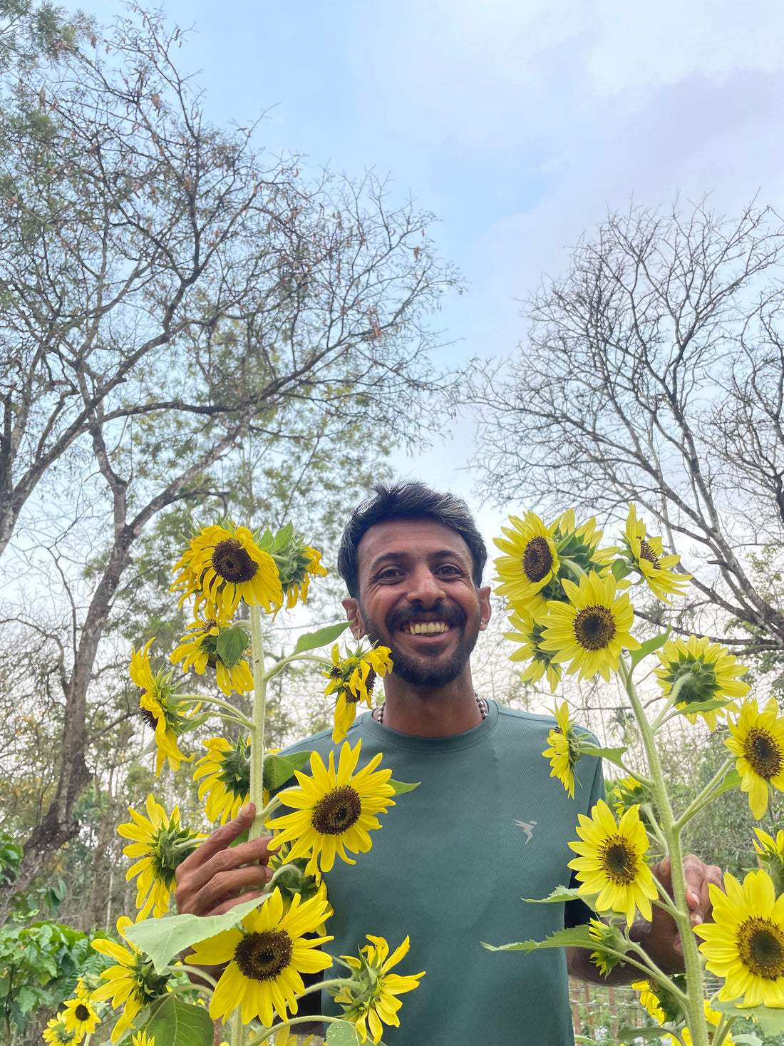 Lemon Queen Sunflower Seeds — photograph 9
