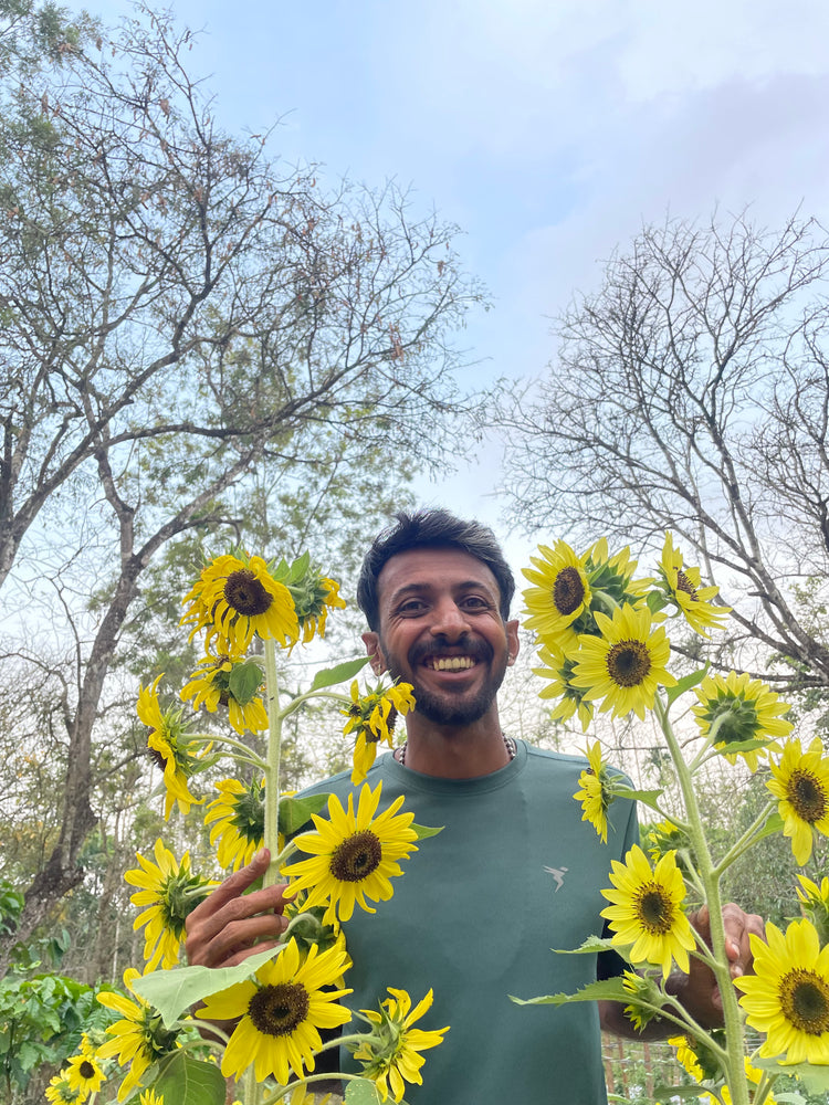 Lemon Queen Sunflower Seeds — photograph 9