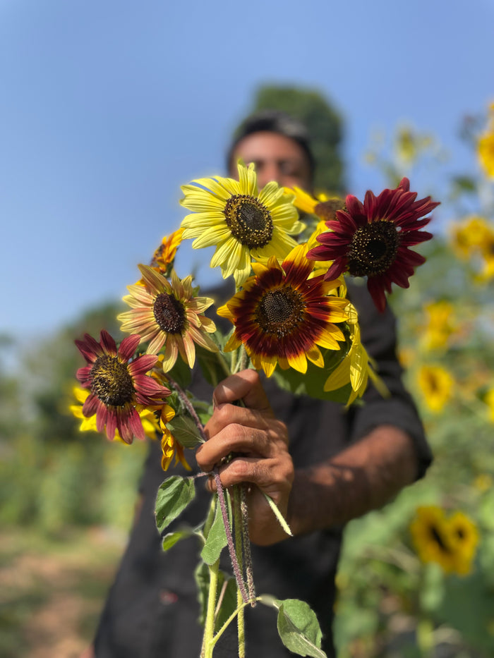 Sunflower S2 Mix — Multifloral, Multicolour Seeds — photograph 1
