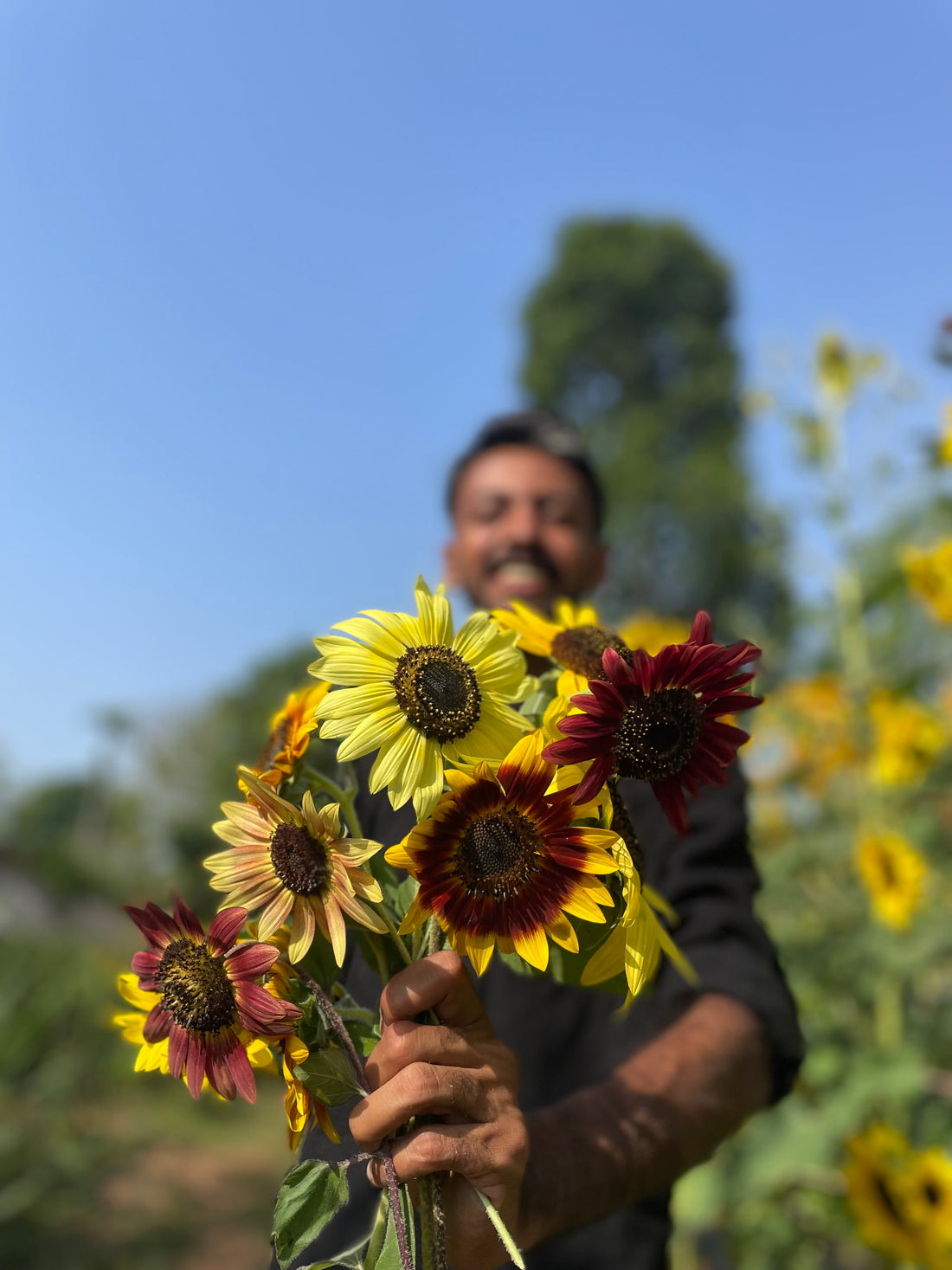 Sunflower S2 Mix — Multifloral, Multicolour Seeds — photograph 3