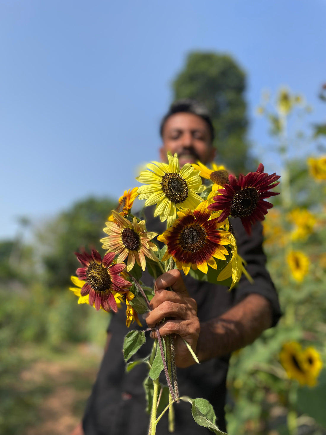 Sunflower S2 Mix — Multifloral, Multicolour Seeds — photograph 4