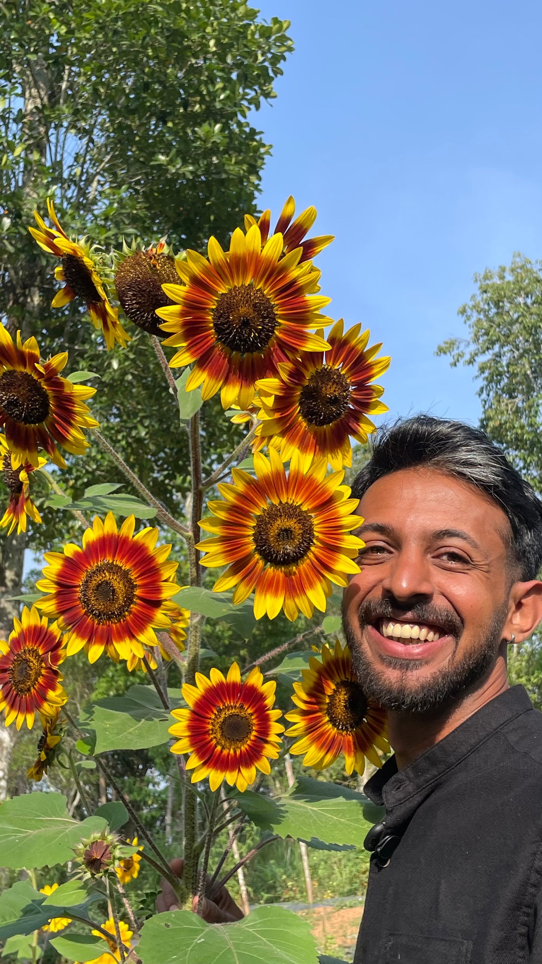 Sunflower S2 Mix — Multifloral, Multicolour Seeds — photograph 5