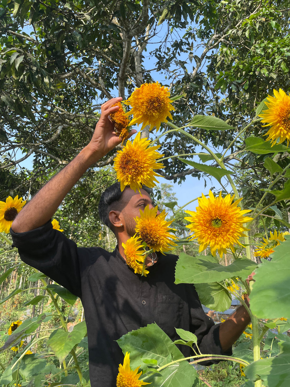 Sunflower S2 Mix — Multifloral, Multicolour Seeds — photograph 6
