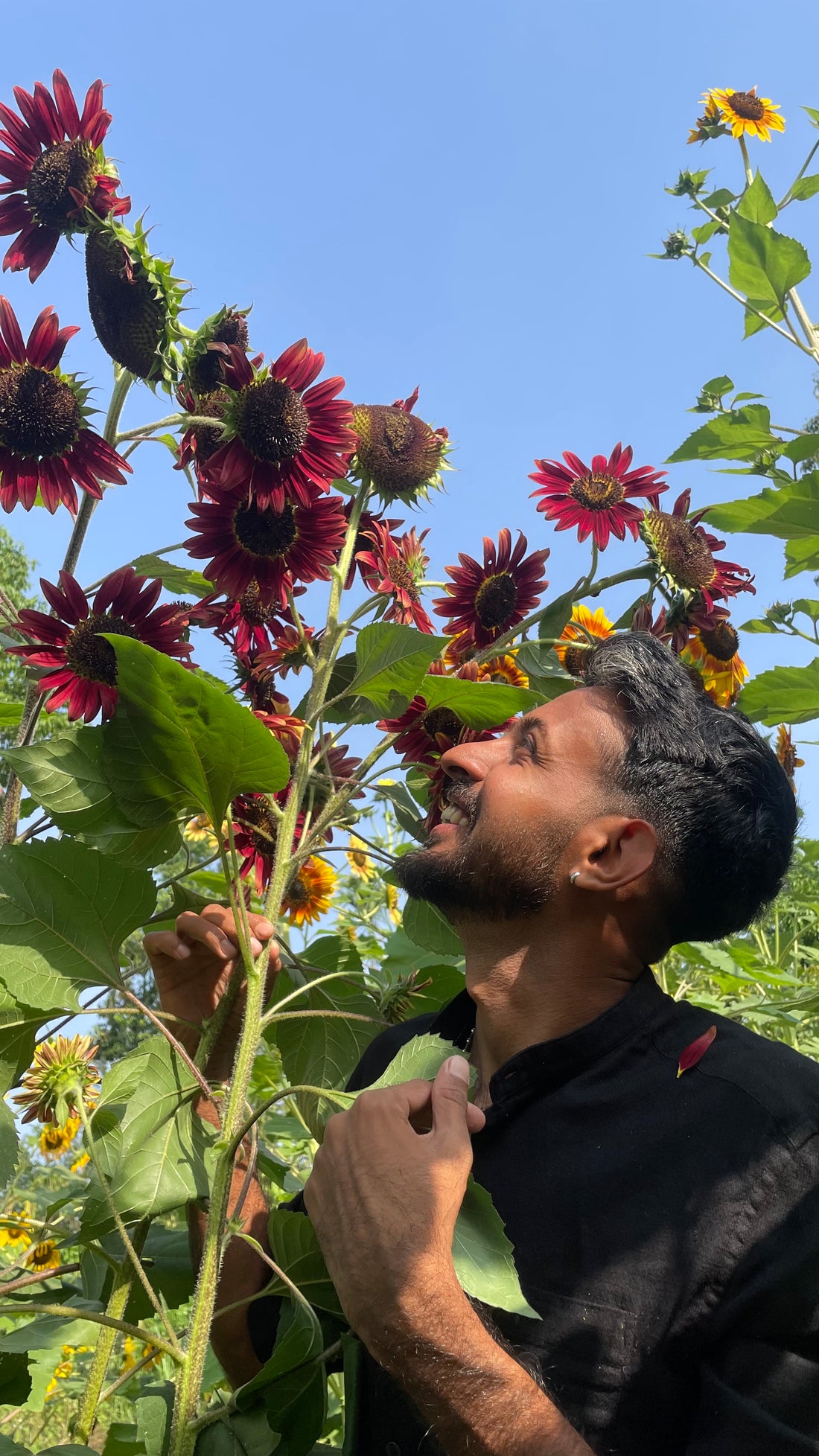 Sunflower S2 Mix — Multifloral, Multicolour Seeds — photograph 7