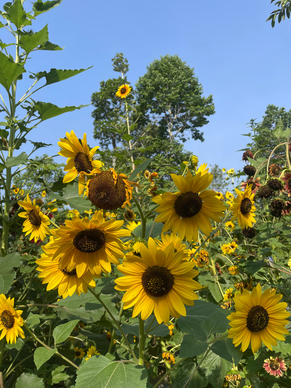 Sunflower S2 Mix — Multifloral, Multicolour Seeds — photograph 8