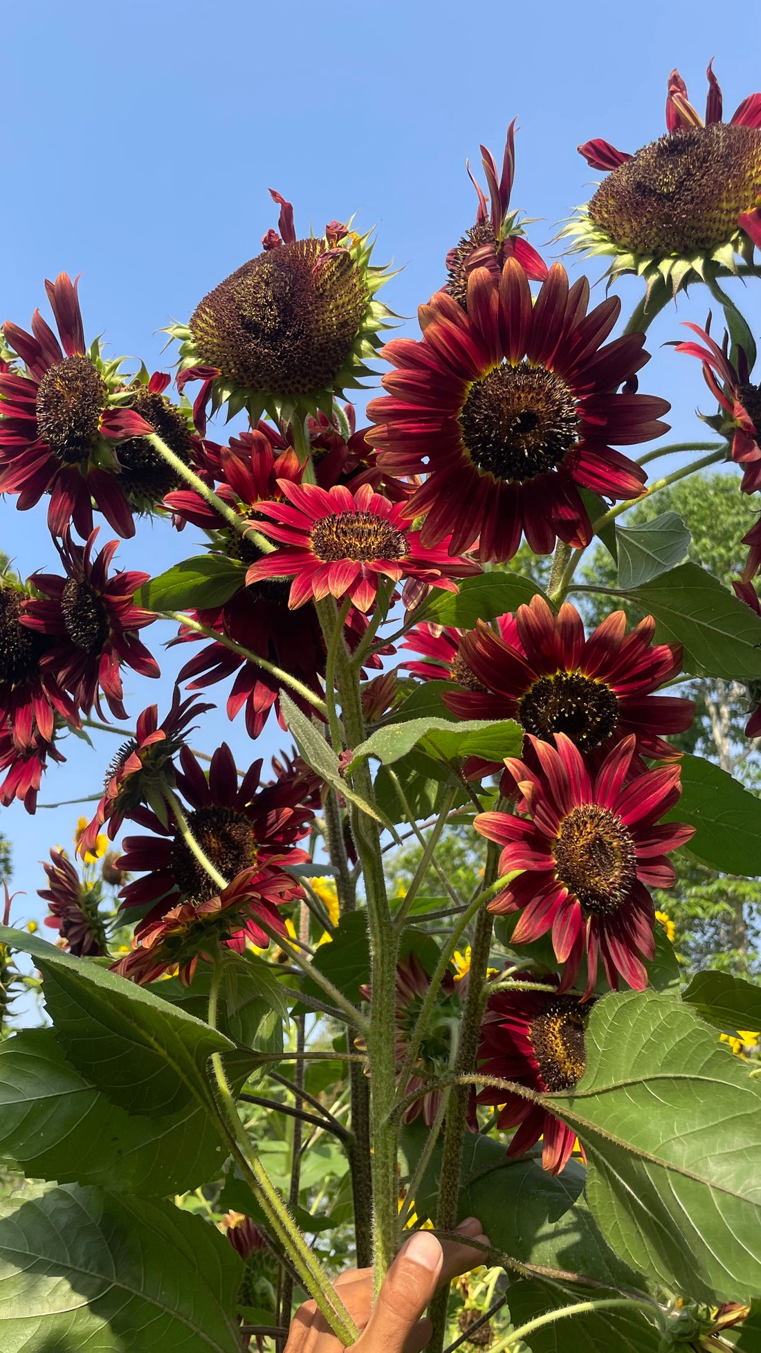Sunflower S2 Mix — Multifloral, Multicolour Seeds — photograph 9