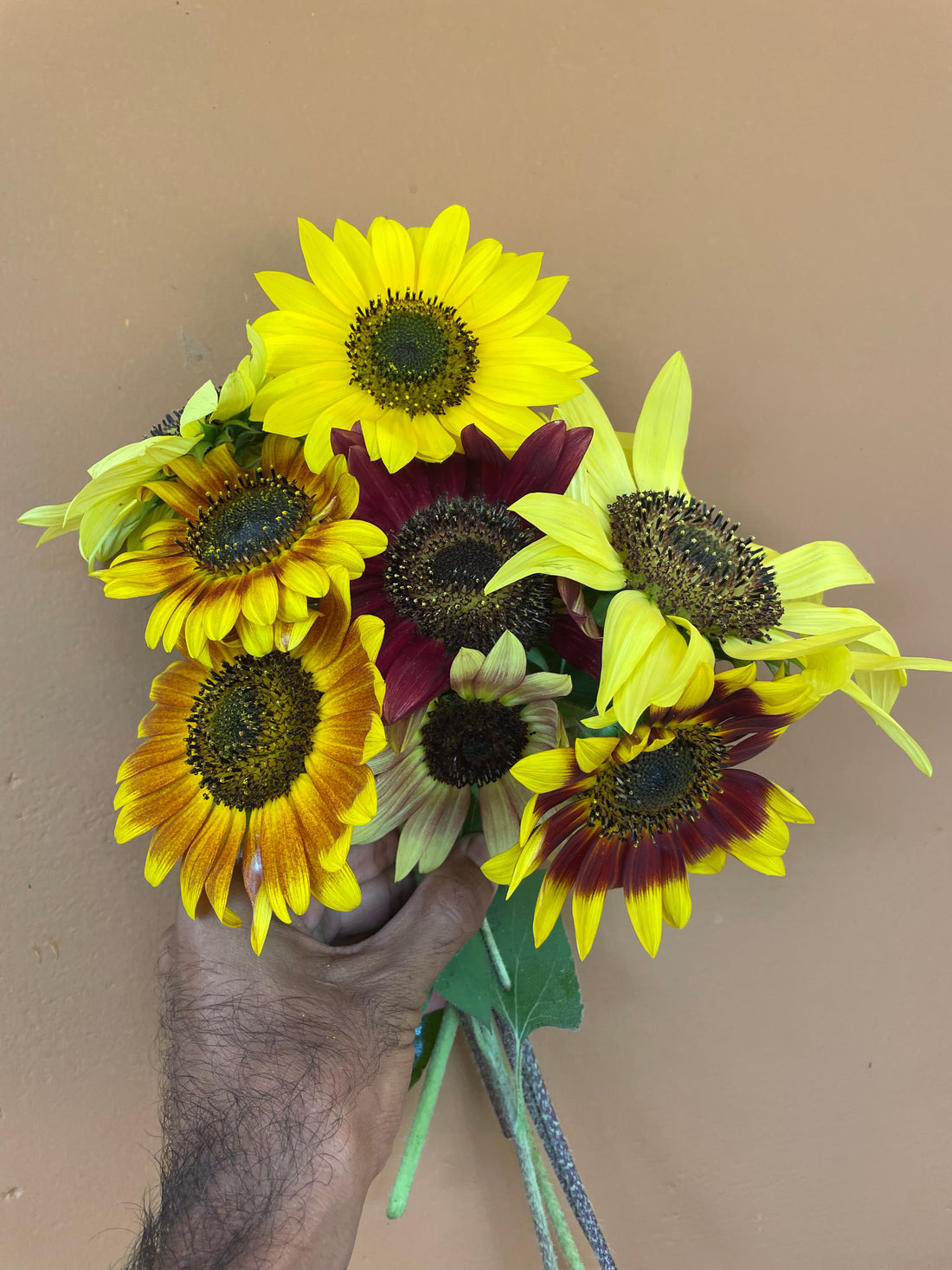 Sunflower S2 Mix — Multifloral, Multicolour Seeds — photograph 10