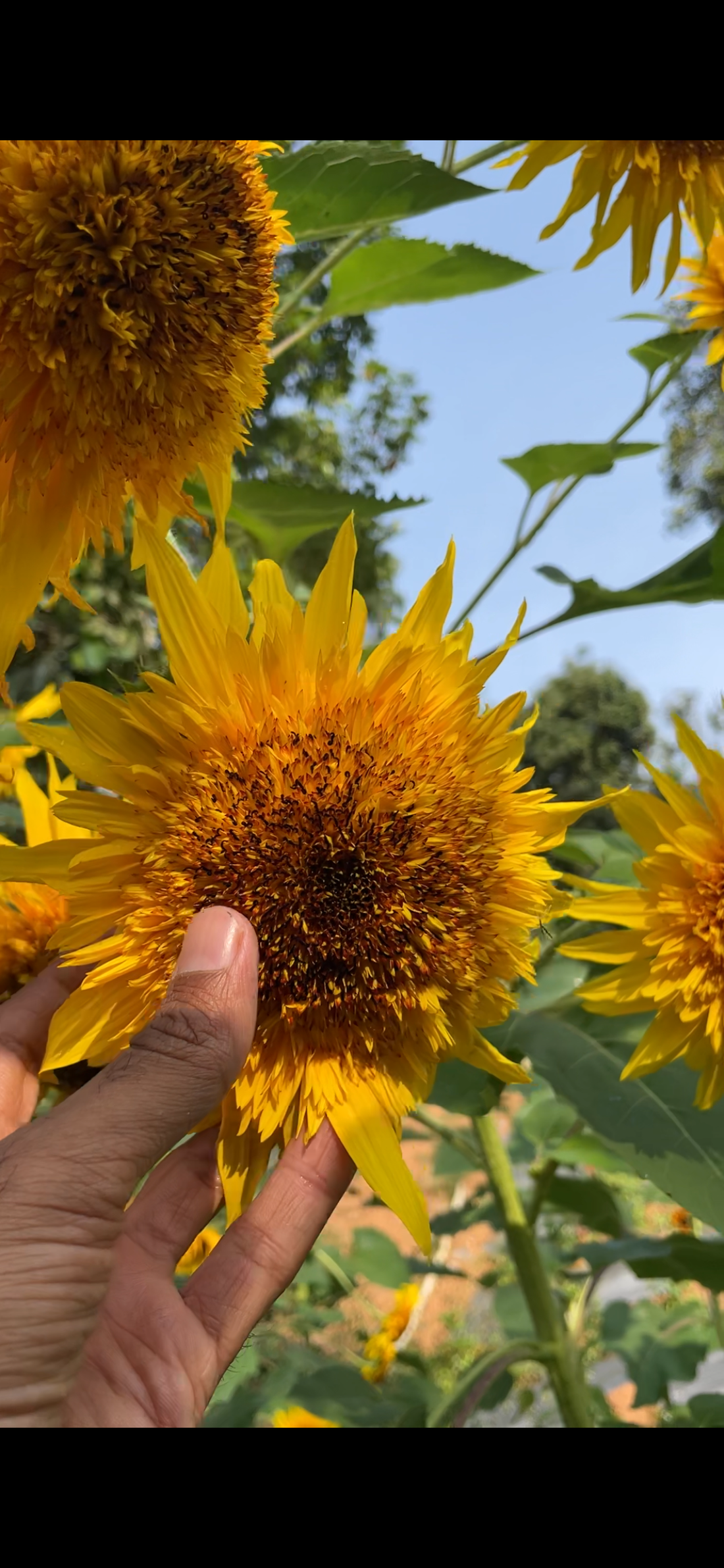 Sunflower S2 Mix — Multifloral, Multicolour Seeds — photograph 11