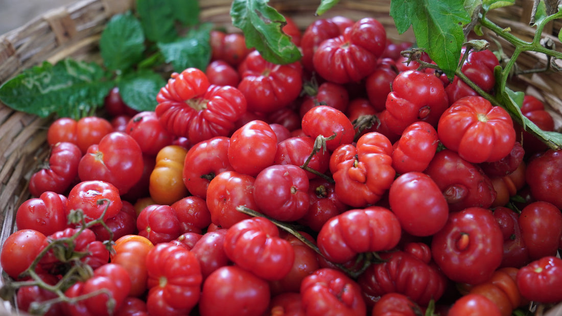 Tomato — Tugo du Truffle Seeds — photograph 1