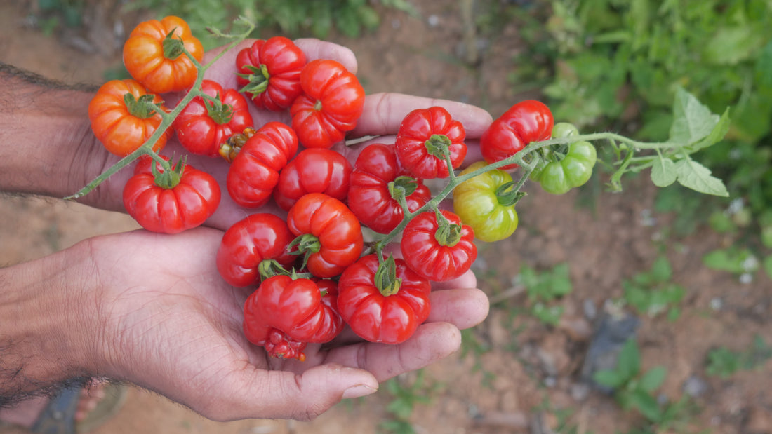 Tomato — Tugo du Truffle Seeds — photograph 2