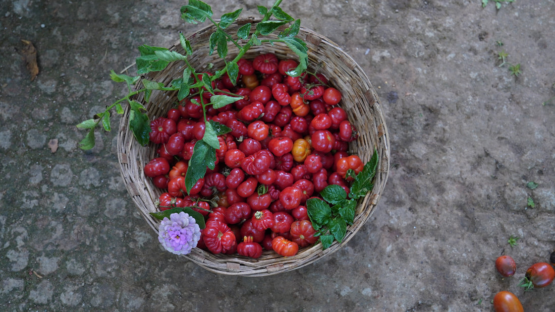 Tomato — Tugo du Truffle Seeds — photograph 3
