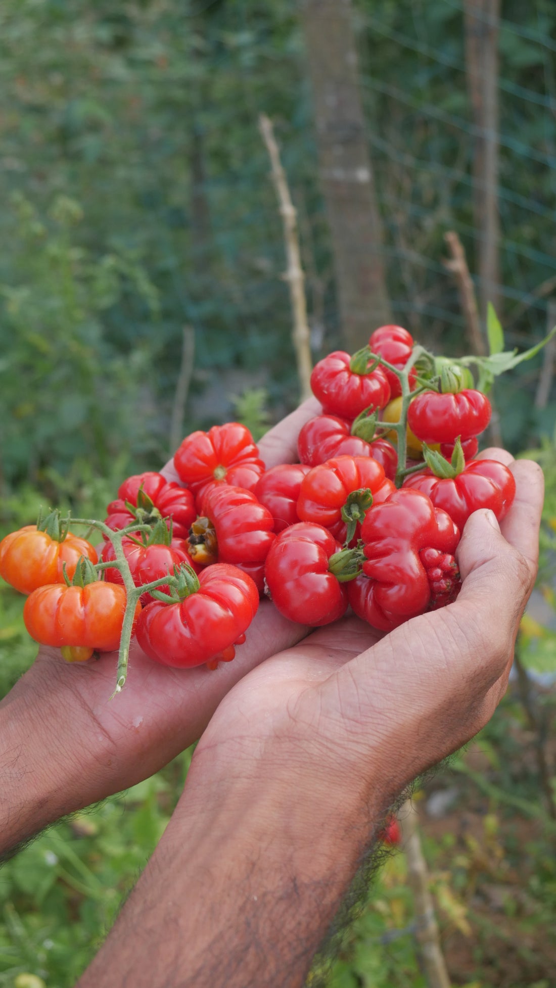Tomato — Tugo du Truffle Seeds — photograph 4