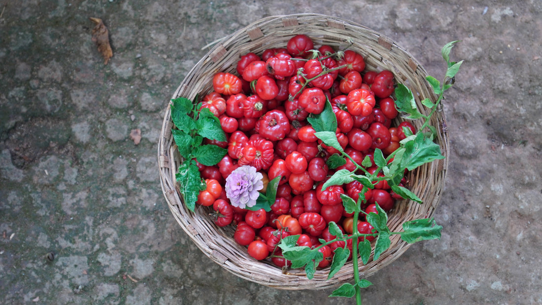 Tomato — Tugo du Truffle Seeds — photograph 5