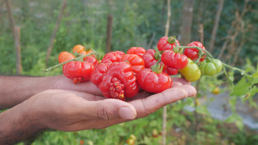 Tomato — Tugo du Truffle Seeds — photograph 6