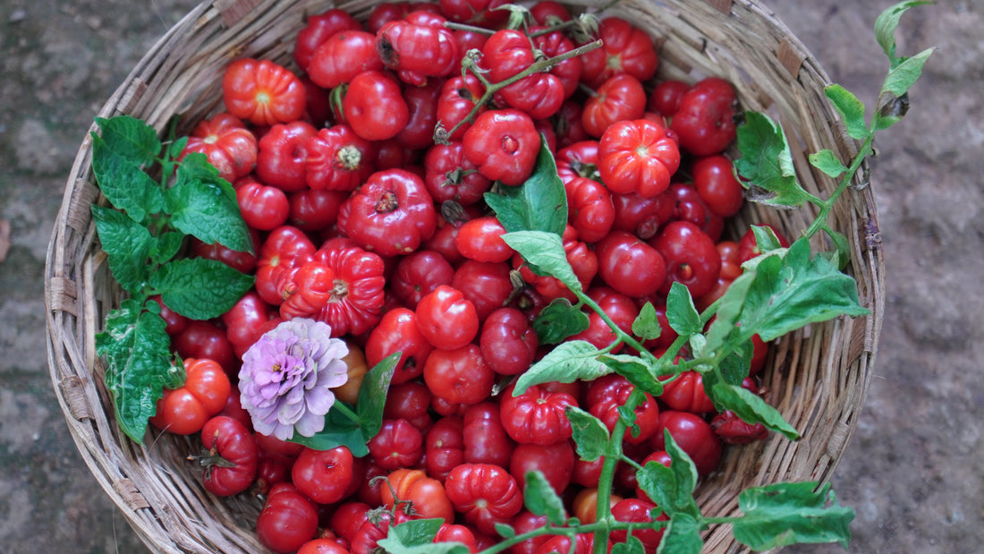 Tomato — Tugo du Truffle Seeds — photograph 7