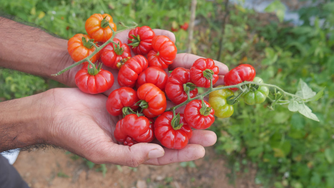 Tomato — Tugo du Truffle Seeds — photograph 8