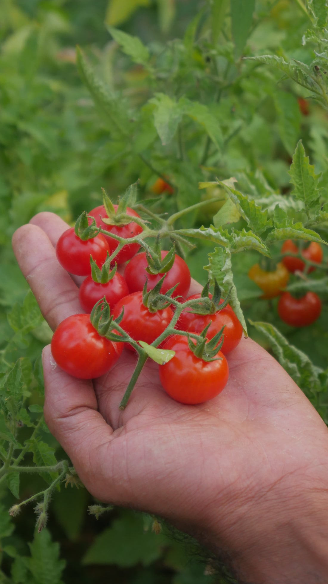 Tomato — Tugo du Truffle Seeds — photograph 9