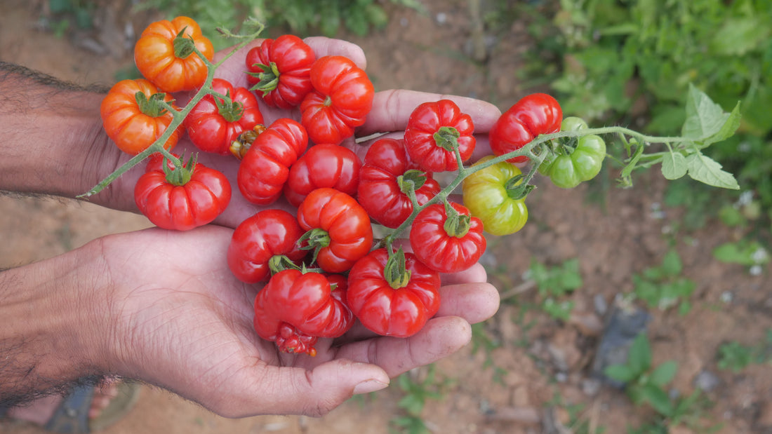 Tomato — Tugo du Truffle Seeds — photograph 10