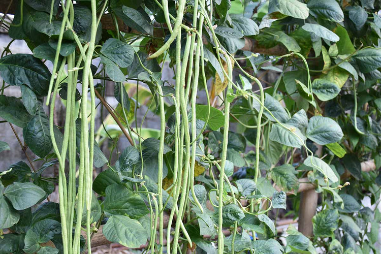 Yardlong Bean — WYN 100 Seeds — photograph 1