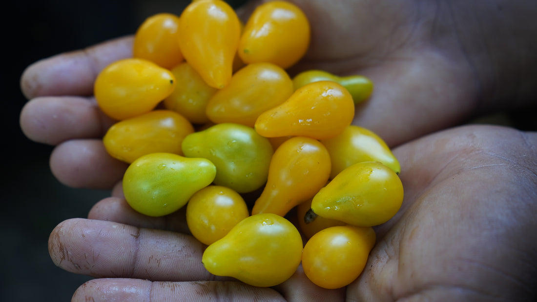 Tomato — Yellow Pear Seeds — photograph 1