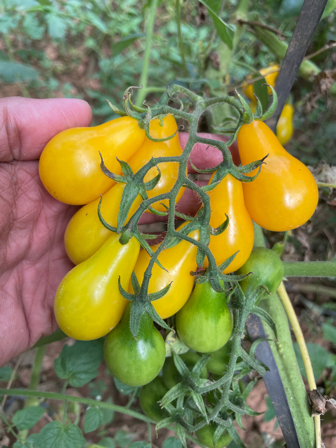 Tomato — Yellow Pear Seeds — photograph 3