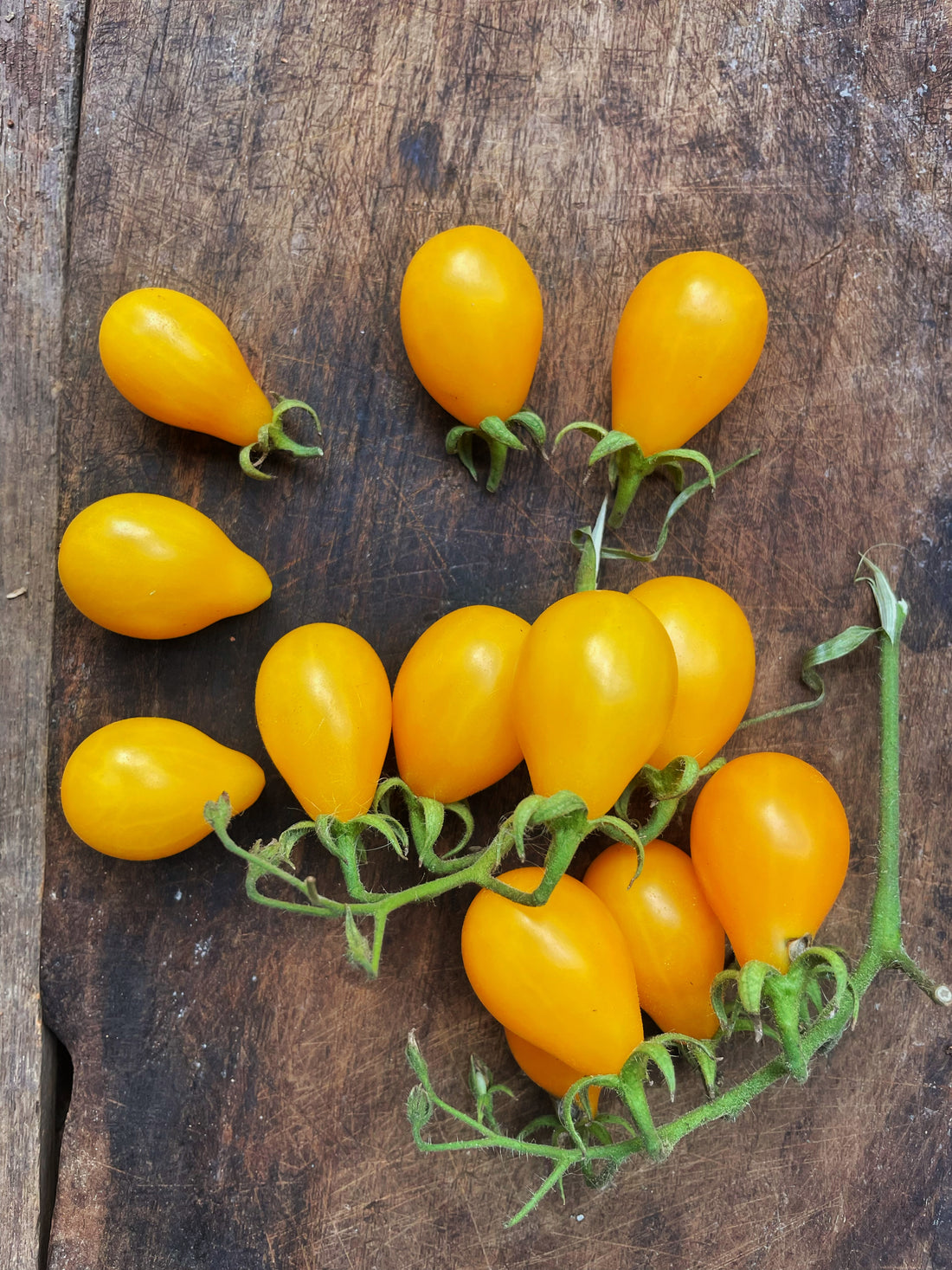 Tomato — Yellow Pear Seeds — photograph 4