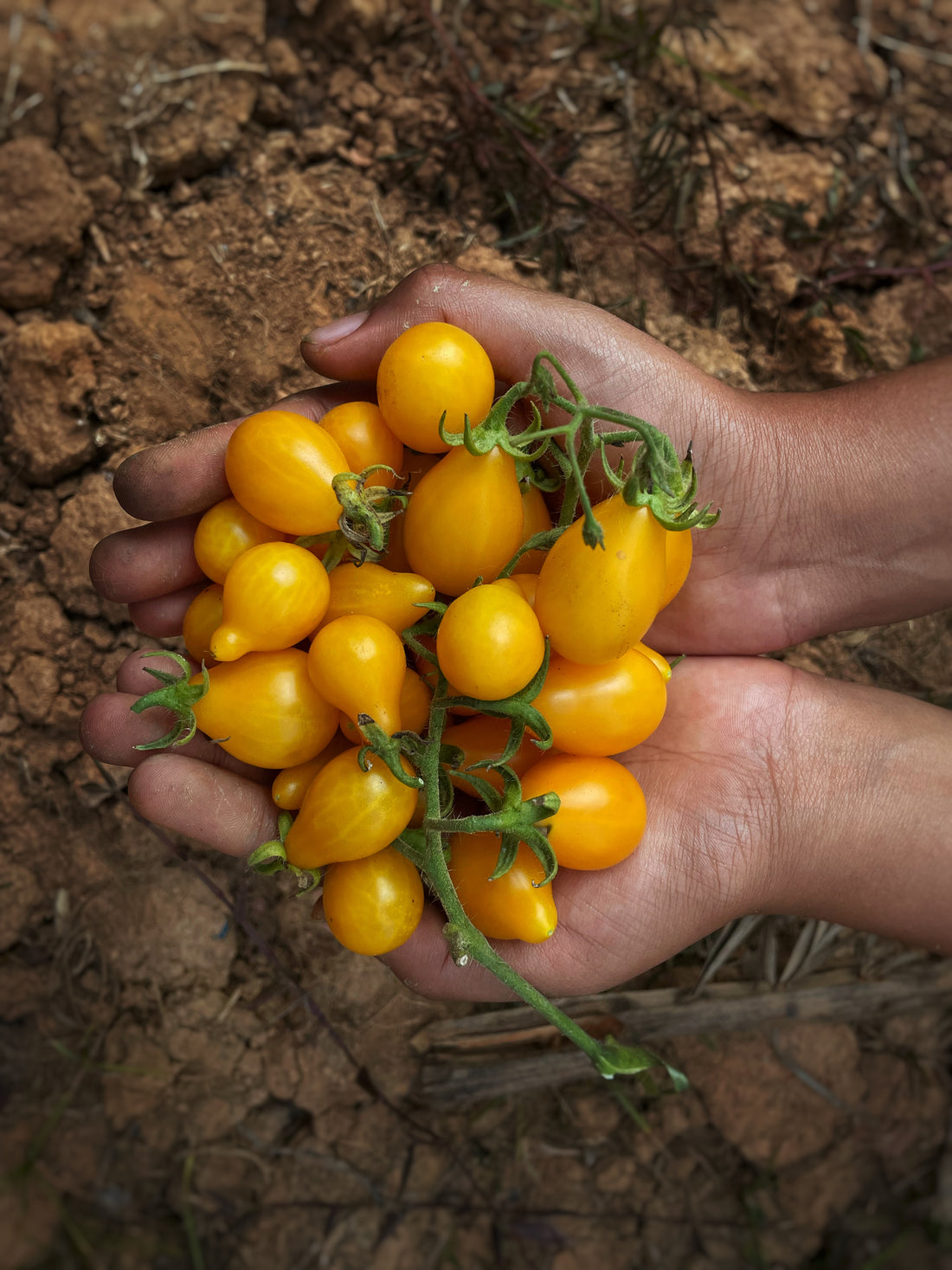Tomato — Yellow Pear Seeds — photograph 5