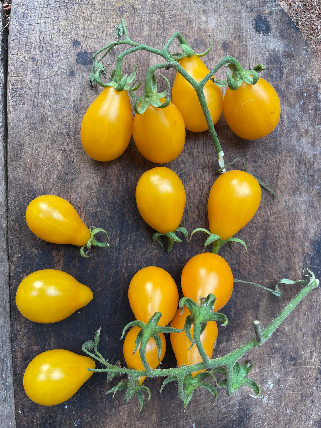 Tomato — Yellow Pear Seeds — photograph 6