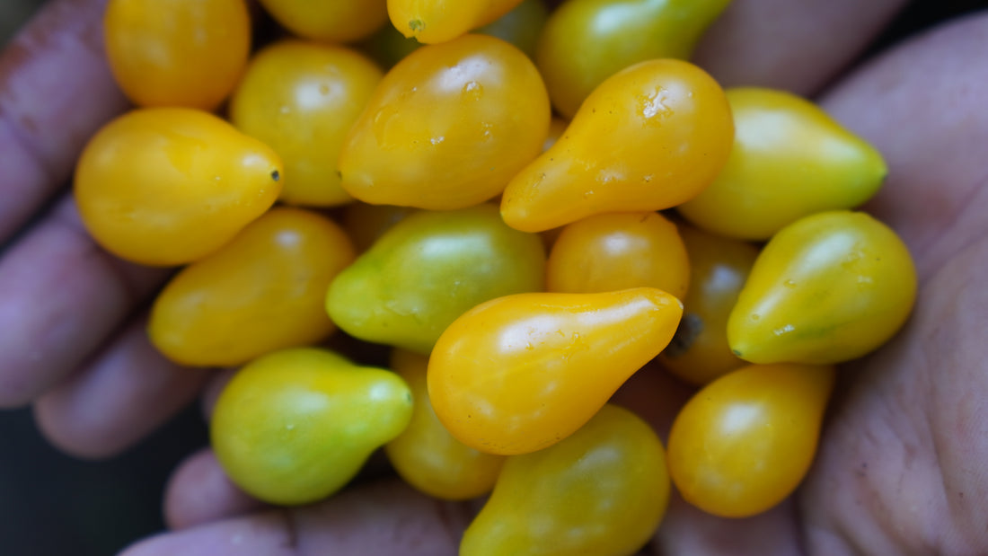 Tomato — Yellow Pear Seeds — photograph 7