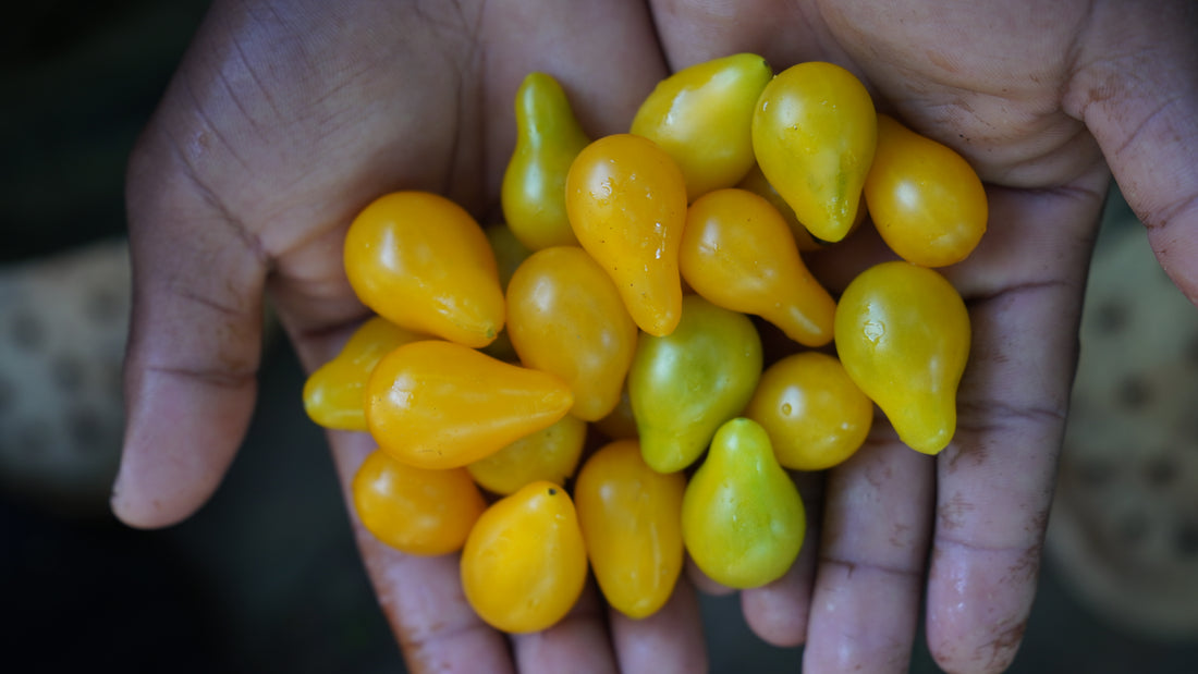 Tomato — Yellow Pear Seeds — photograph 8
