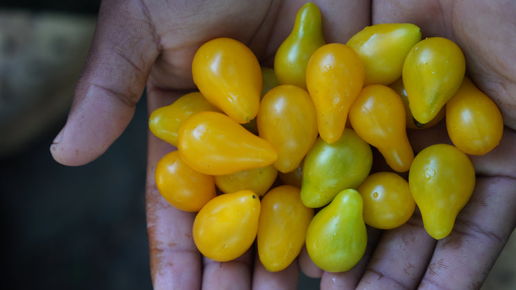 Tomato — Yellow Pear Seeds — photograph 9